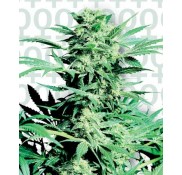 Semillas Shiva Skunk